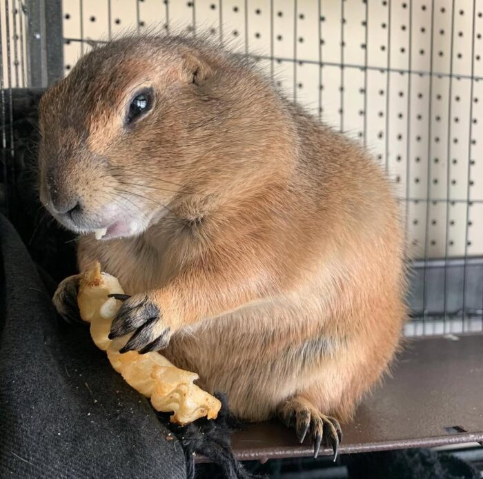 Prairie Dog for sale