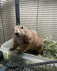 Prairie Dog for sale