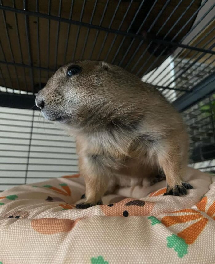 Prairie Dog for sale