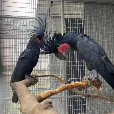 Black Palm Cockatoo for Sale