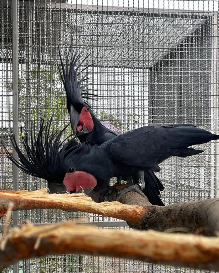 Black Palm Cockatoo for Sale