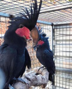 Black Palm Cockatoo for Sale