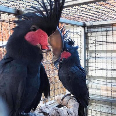 Black Palm Cockatoo Sale
