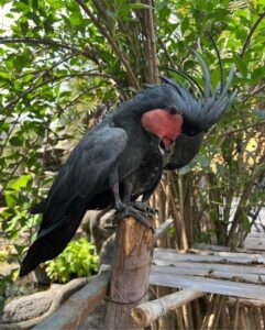 Black Palm Cockatoo Sale