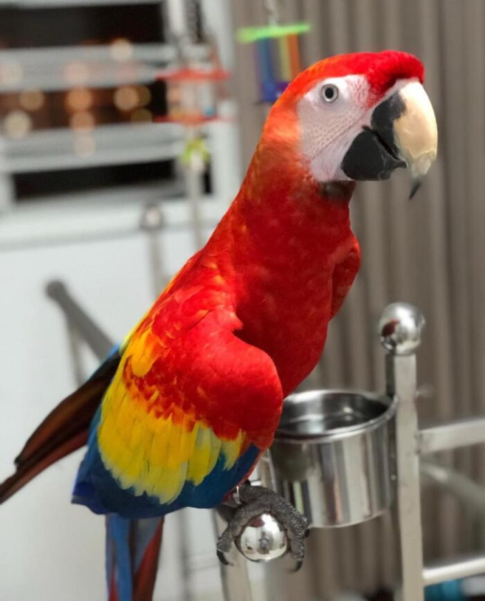 Scarlet Macaw for Sale - Image 2