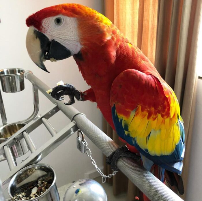 Scarlet Macaw for Sale - Image 3