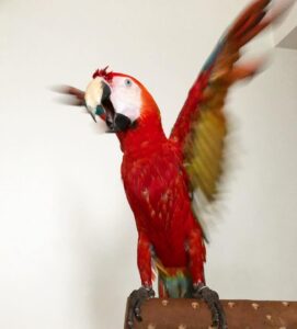 Scarlet Macaw for Sale