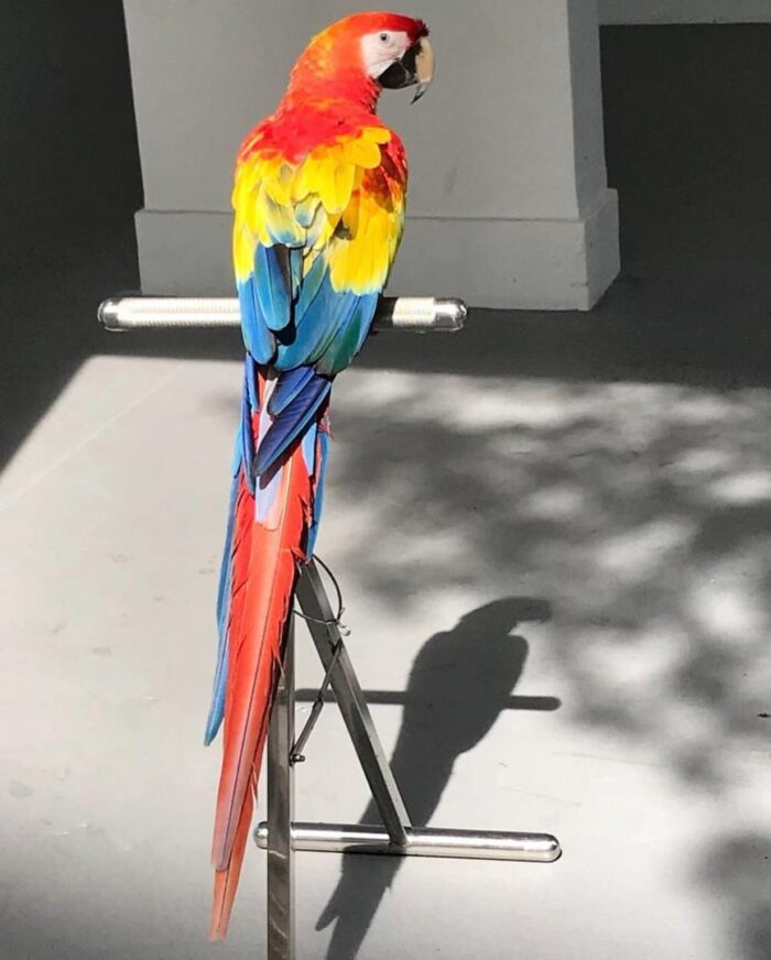 Scarlet Macaw for Sale - Image 5