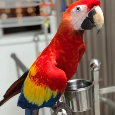 Scarlet Macaw for Sale