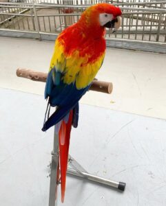 Scarlet Macaw for Sale