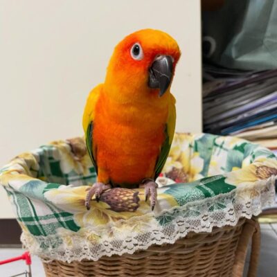 Sun Conure