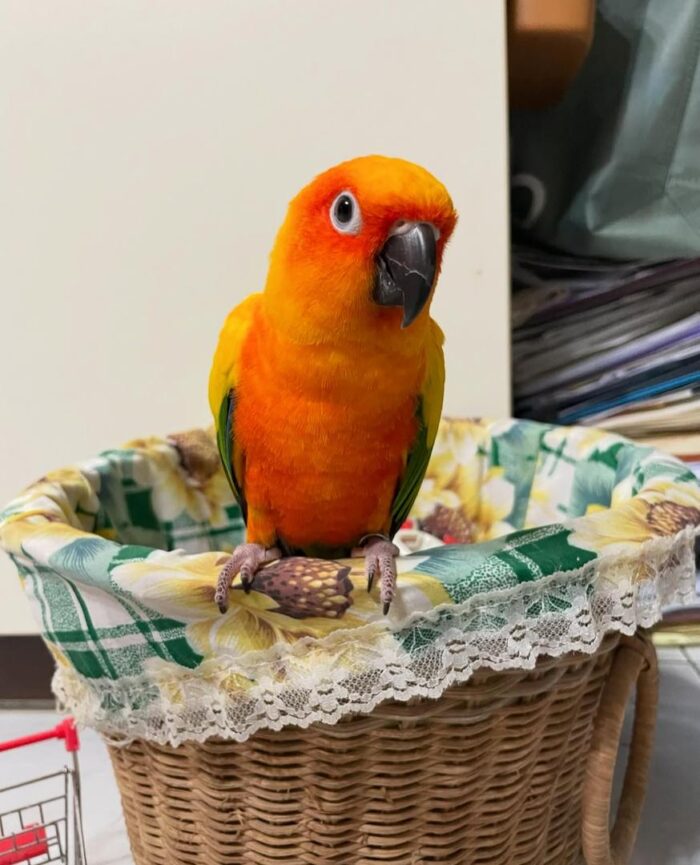 Sun Conure