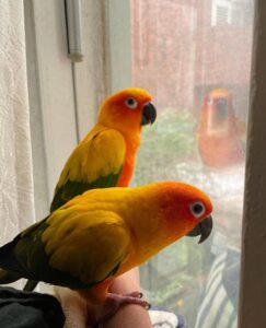 Sun Conure