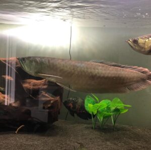 Silver Arowana for Sale