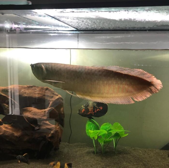 Silver Arowana for Sale