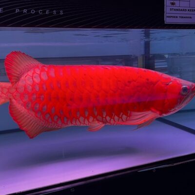 Super Red Arowana