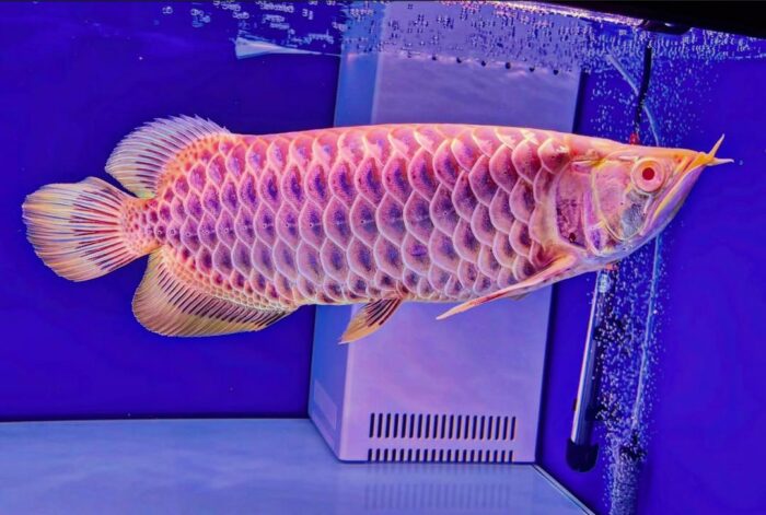 Blue Base Arowana