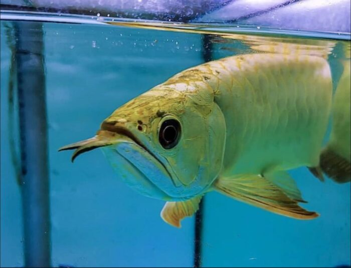 Golden Arowana Fish