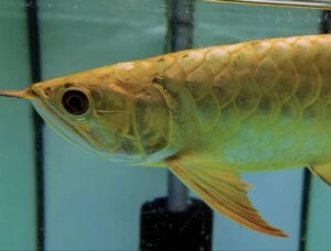 Golden Arowana Fish