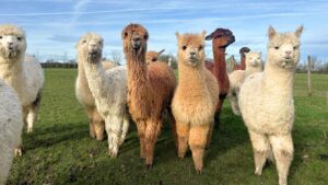 Alpacas for sale