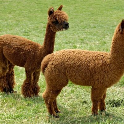 Alpacas for sale