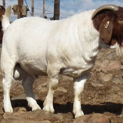 Boer Goat For Sale