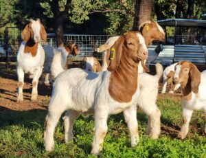 Boer Goat For Sale