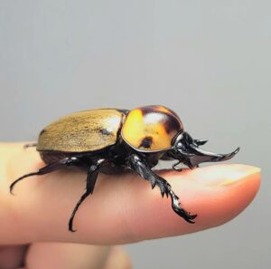 Brachysiderus Quadrimaculatus Beetle