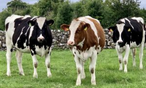 Dairy Cattle for Sale