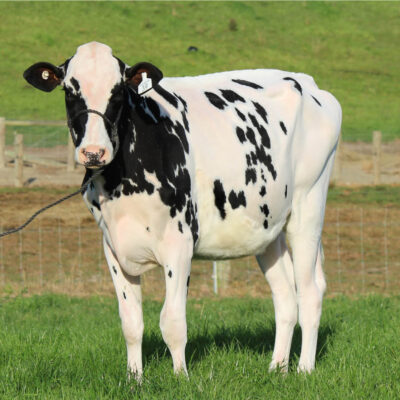 Dairy Cattle for Sale