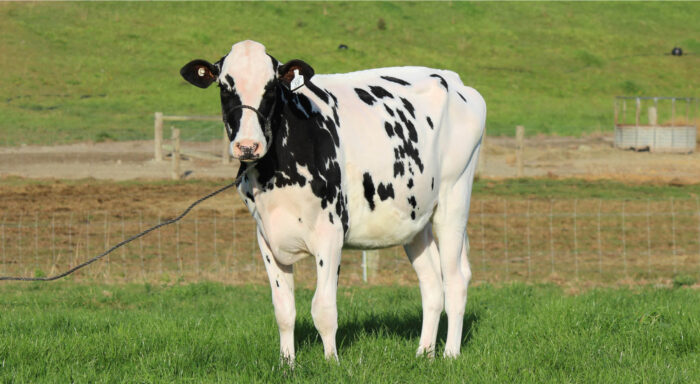 Dairy Cattle for Sale