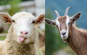 Sheep Goat for sale