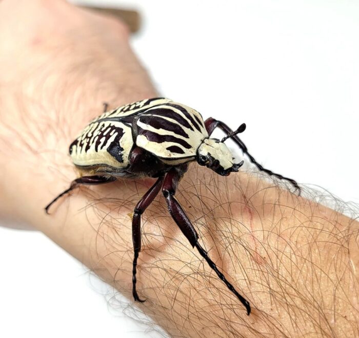 Goliathus Albosignatus