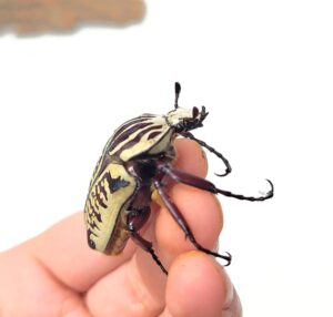 Goliathus Albosignatus
