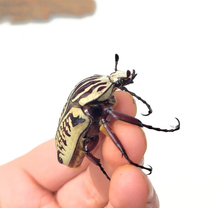 Goliathus Albosignatus