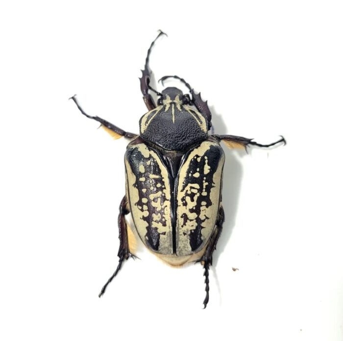 Goliathus Albosignatus