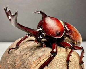 Japanese rhinoceros beetle