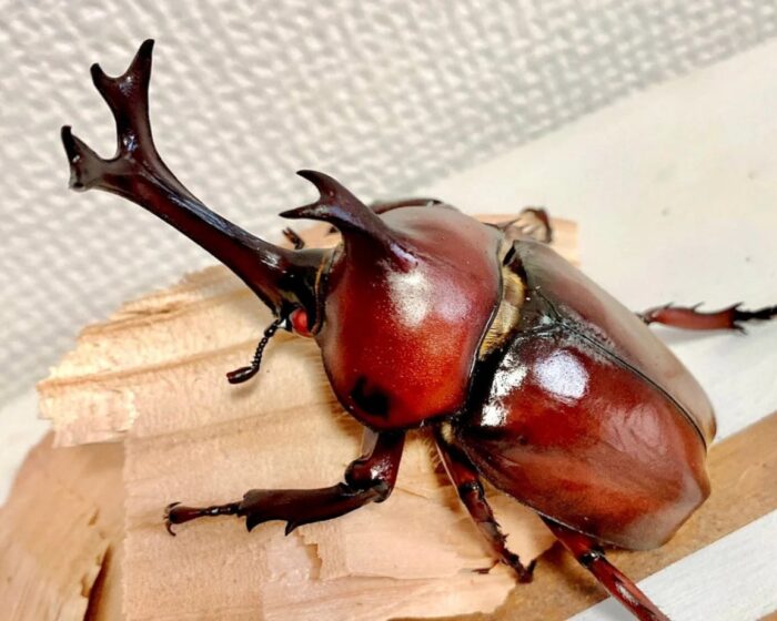 Japanese rhinoceros beetle