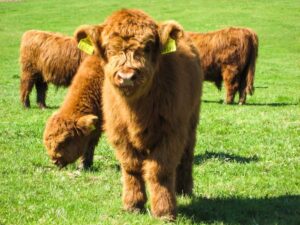 Miniature cow for sale