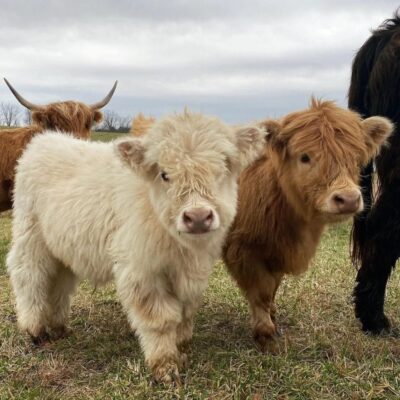 Miniature cow for sale