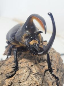 Dynastes neptunus