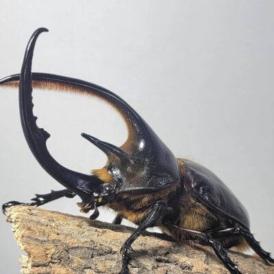 Dynastes neptunus