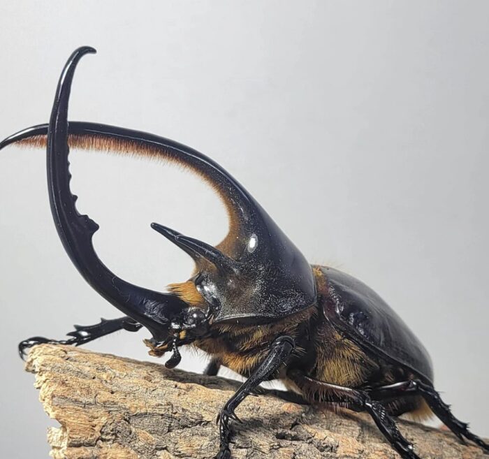 Dynastes neptunus