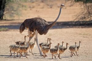 Ostriches for sale
