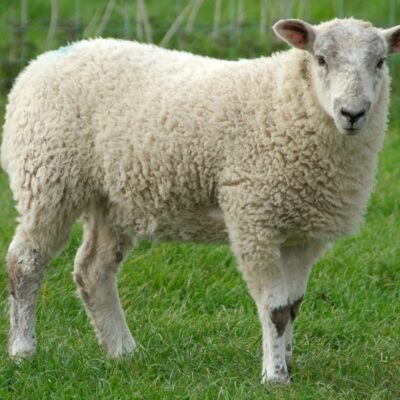 Sheep Goat for sale