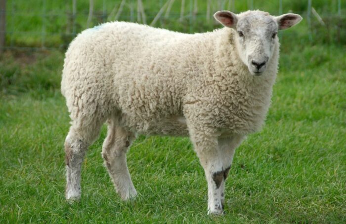 Sheep Goat for sale