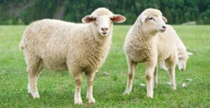Sheep Goat for sale