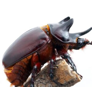 Western Ox Beetle