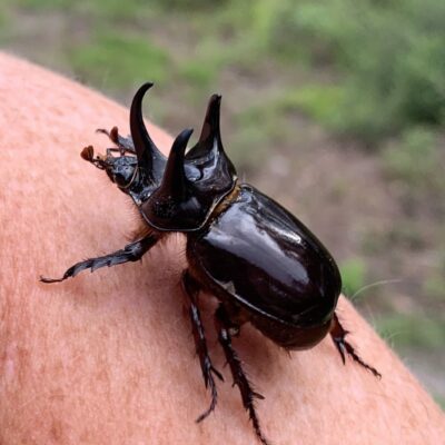 Western Ox Beetle