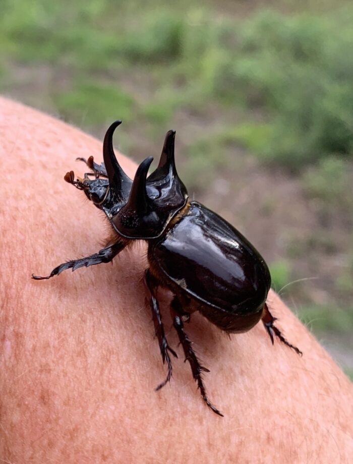 Western Ox Beetle